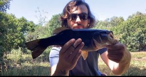 Largemouth Bass