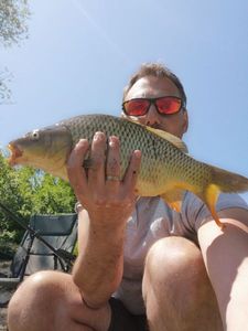 Common Carp