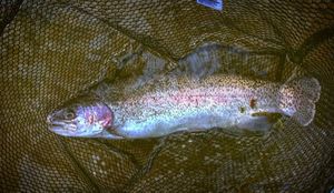 Rainbow Trout