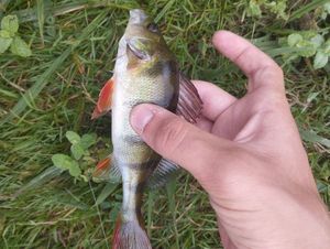 European Perch