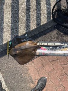 Common Stingray
