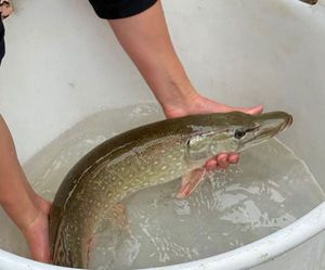 Ré-empoissonement 