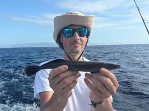 Shark Sucker
