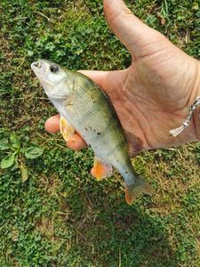 European Perch