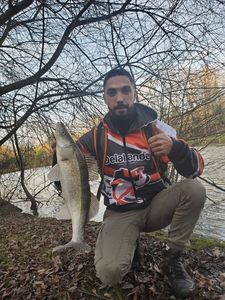 Zander