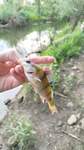 European Perch