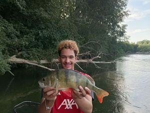 European Perch