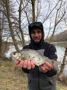 Crucian Carp