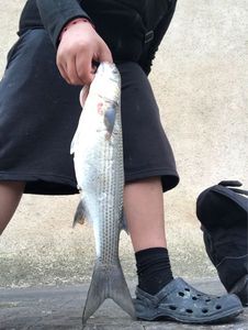 Golden grey mullet