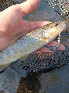 Brown Trout