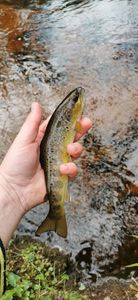 Brown Trout