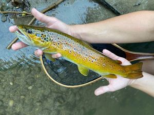 Brown Trout