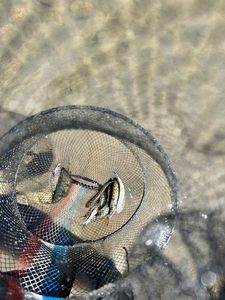 Green Sunfish