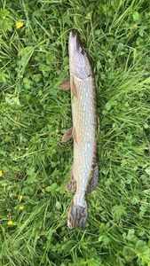 Northern Pike