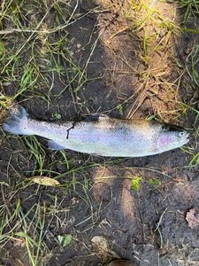 Lake Trout
