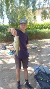 Largemouth Bass