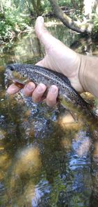 Brown Trout