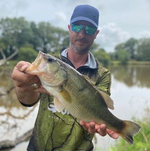 Largemouth Bass