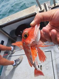 Grey Gurnard