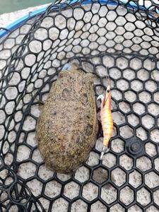 Common Cuttlefish
