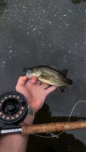 Largemouth Bass