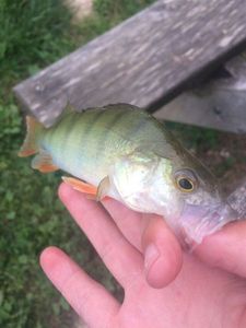 European Perch