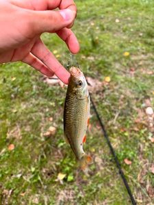 Roach