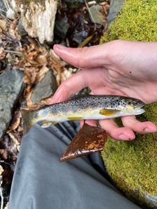 Brown Trout