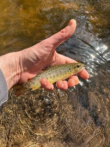 Brown Trout