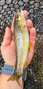 Brown Trout