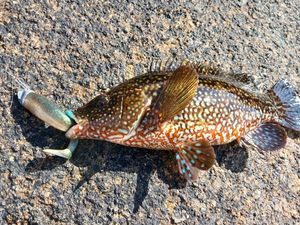 Ballan Wrasse