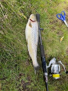 Brown Trout