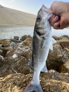 European Bass (Seabass)