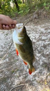 European Perch