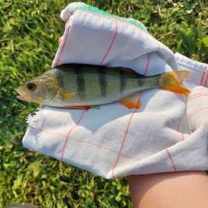 European Perch