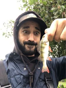European Perch