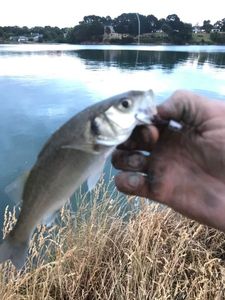 European Bass (Seabass)
