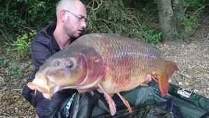 Common Carp