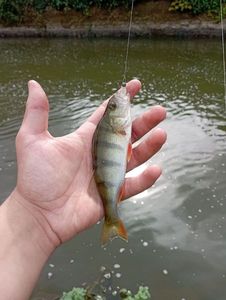 European Perch