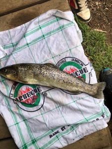 Brown Trout