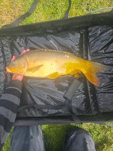 Mirror Carp