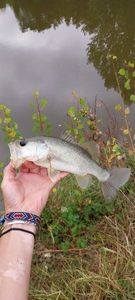 Largemouth Bass