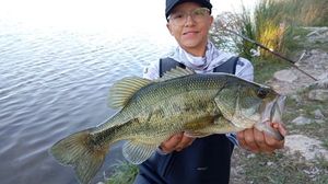 Largemouth Bass