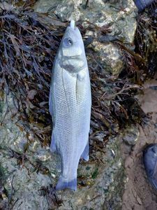 European Bass (Seabass)