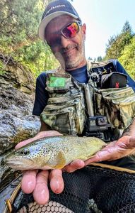 Brown Trout