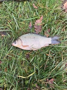 Crucian Carp