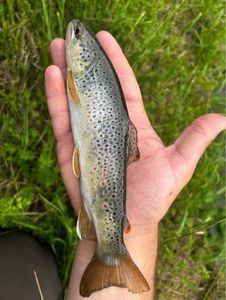 Brown Trout