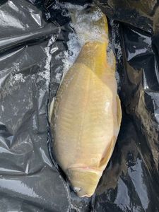 Leather Carp