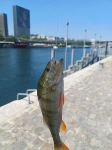 European Perch