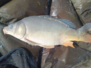 Mirror Carp